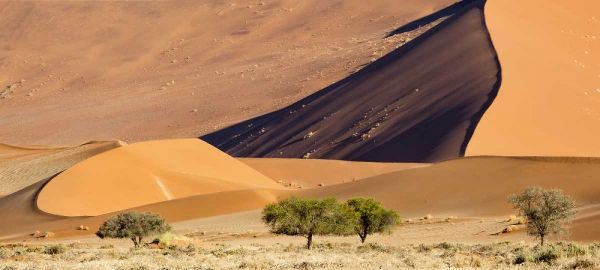 Namibia, Namib-Naukluft Park Sand dunes and tree